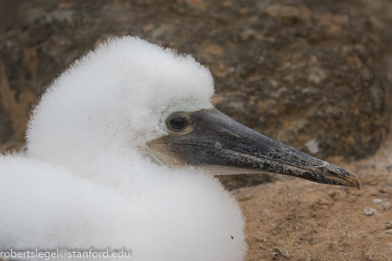 galapagos